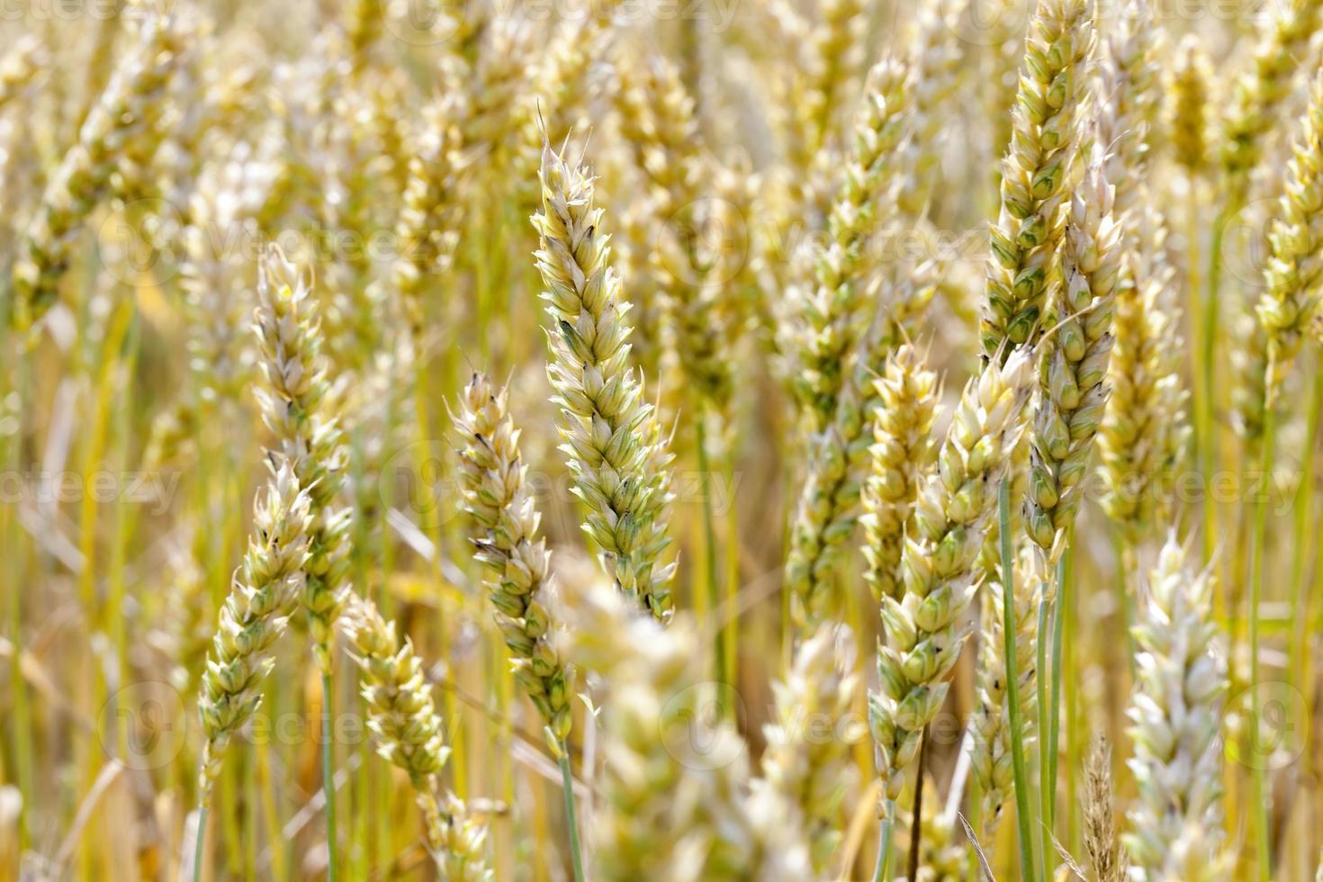 rye in the field photo