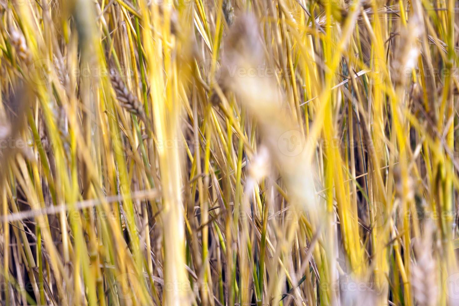 ripe golden rye photo