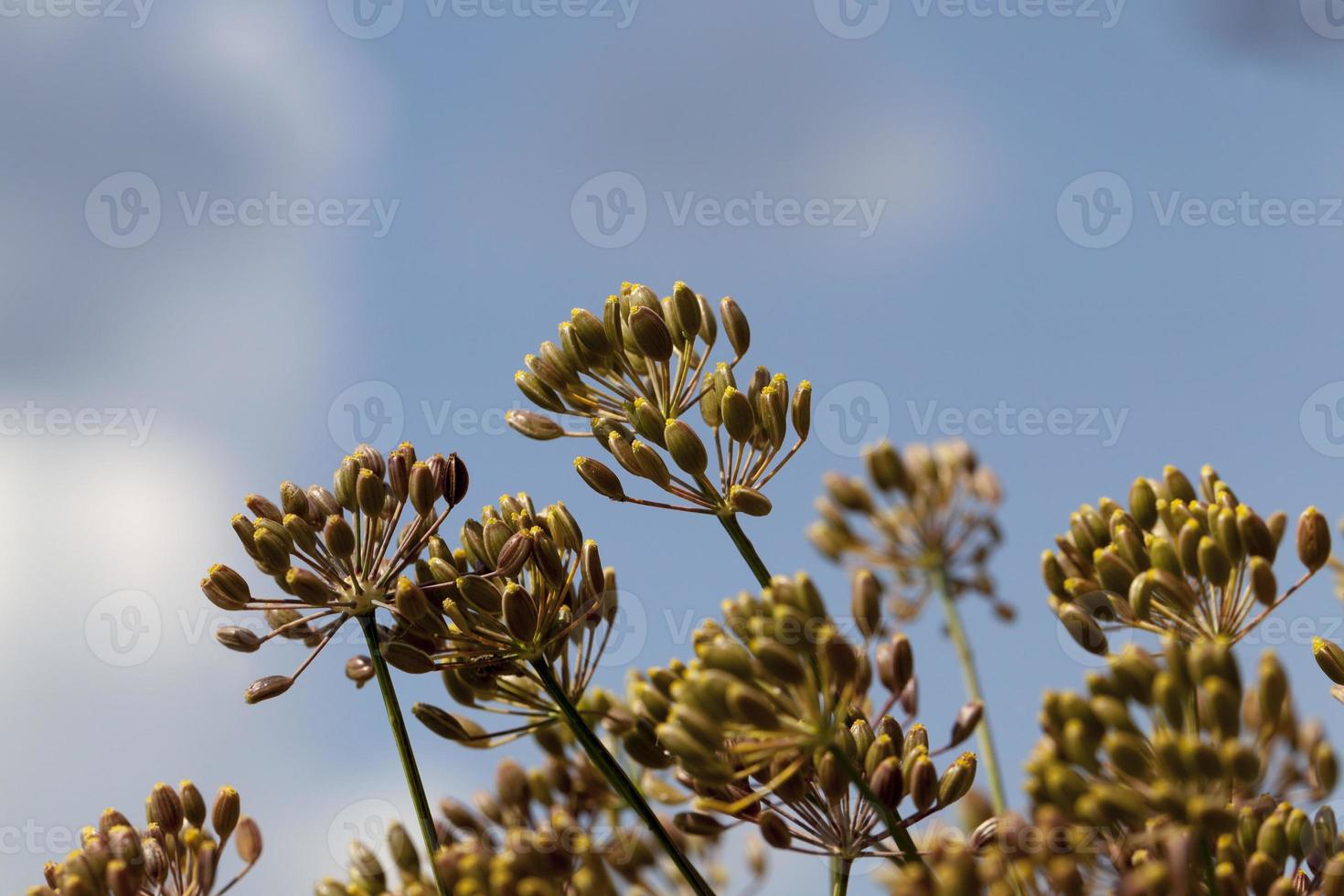 Ripe dill umbrellas 9754097 Stock Photo at Vecteezy