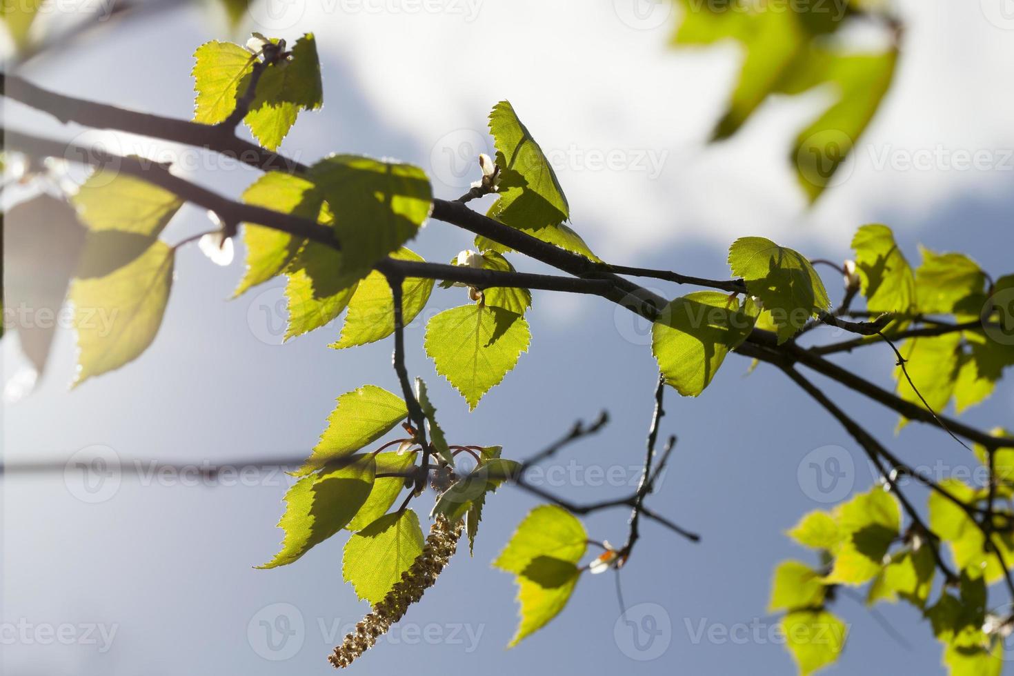green leaves birch photo