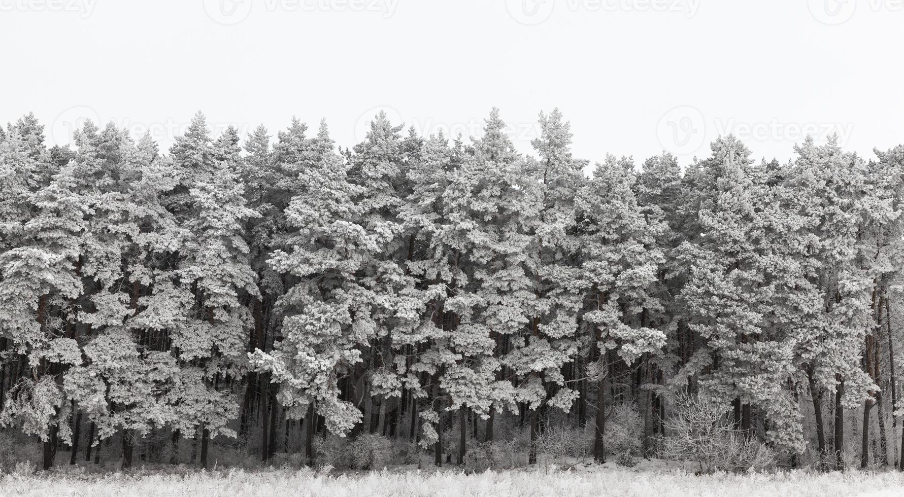 Trees in winter photo