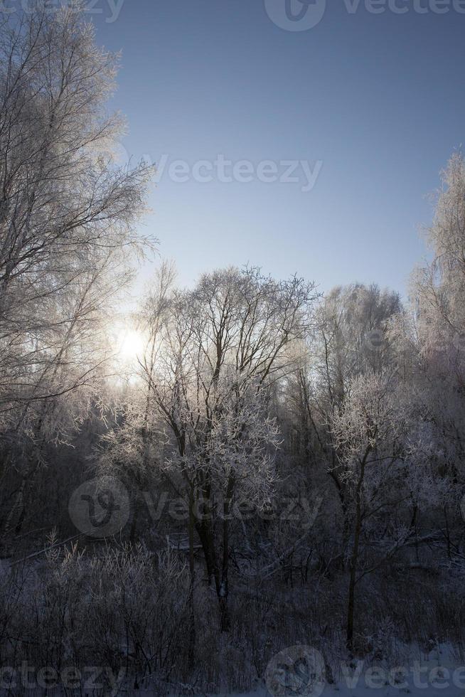 Winter landscape, forest photo