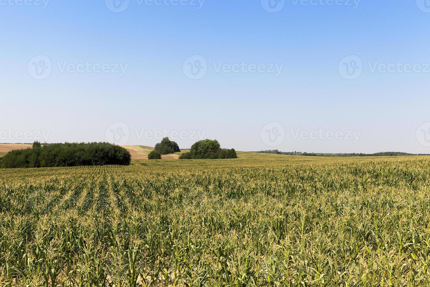 green field of corn photo