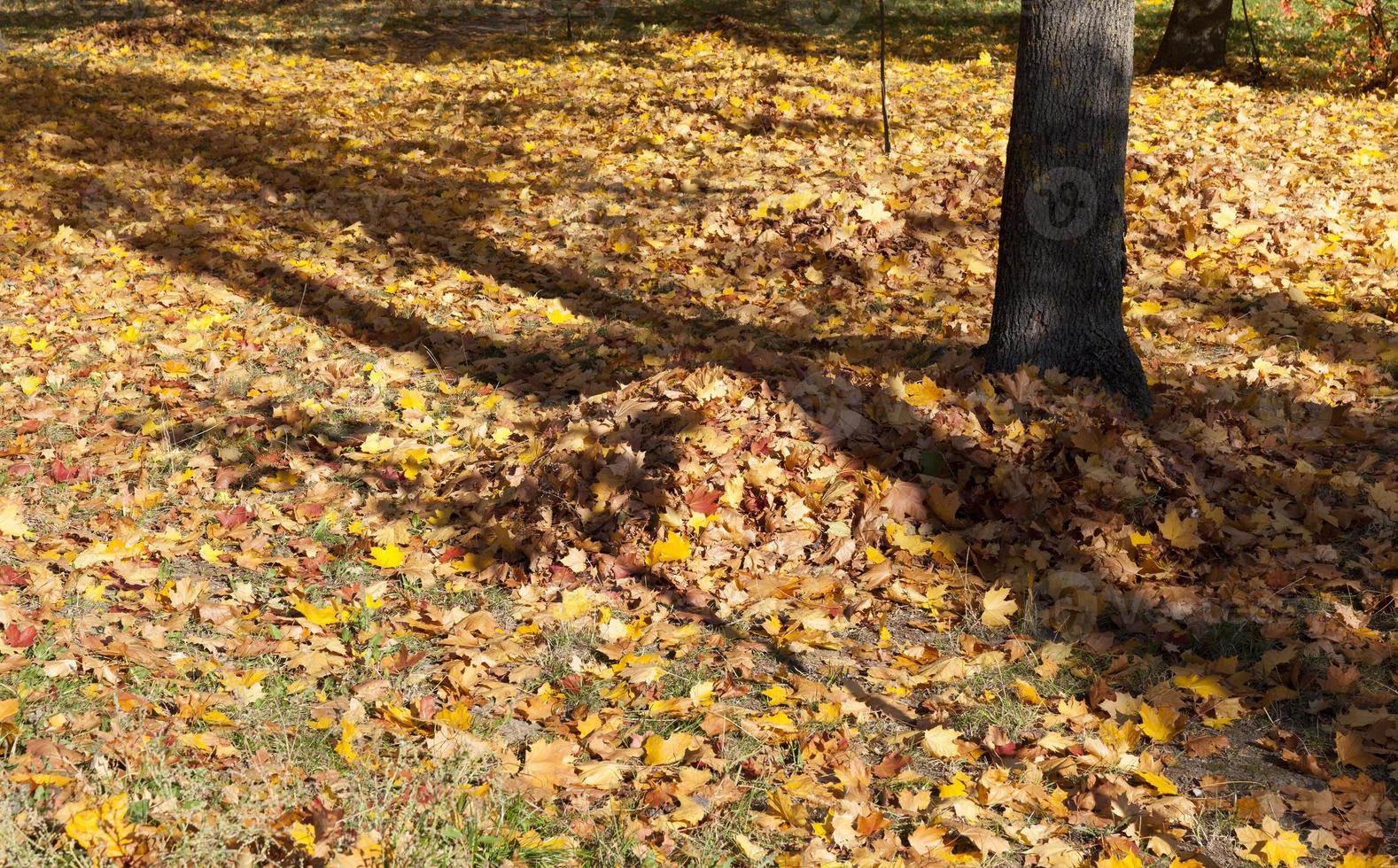 foliage in the park photo