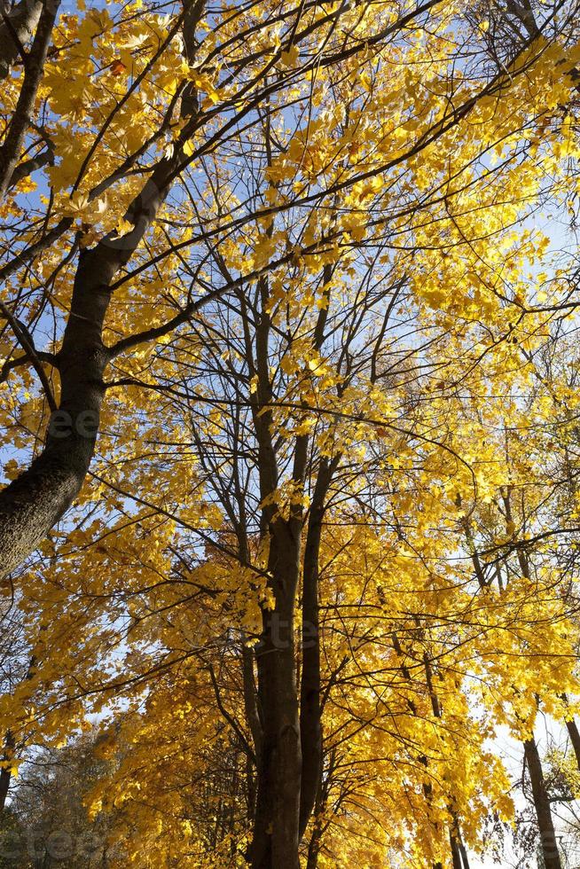 Mixed forest , fall foliage photo