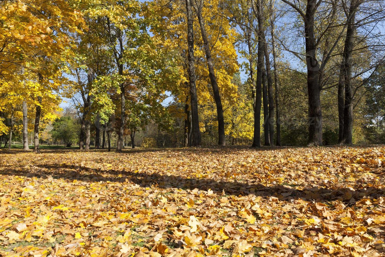 beautiful fall, park photo