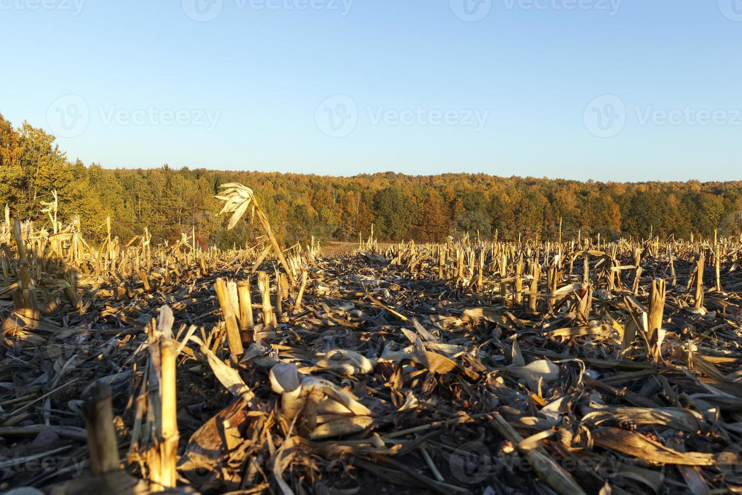 corn row row photo