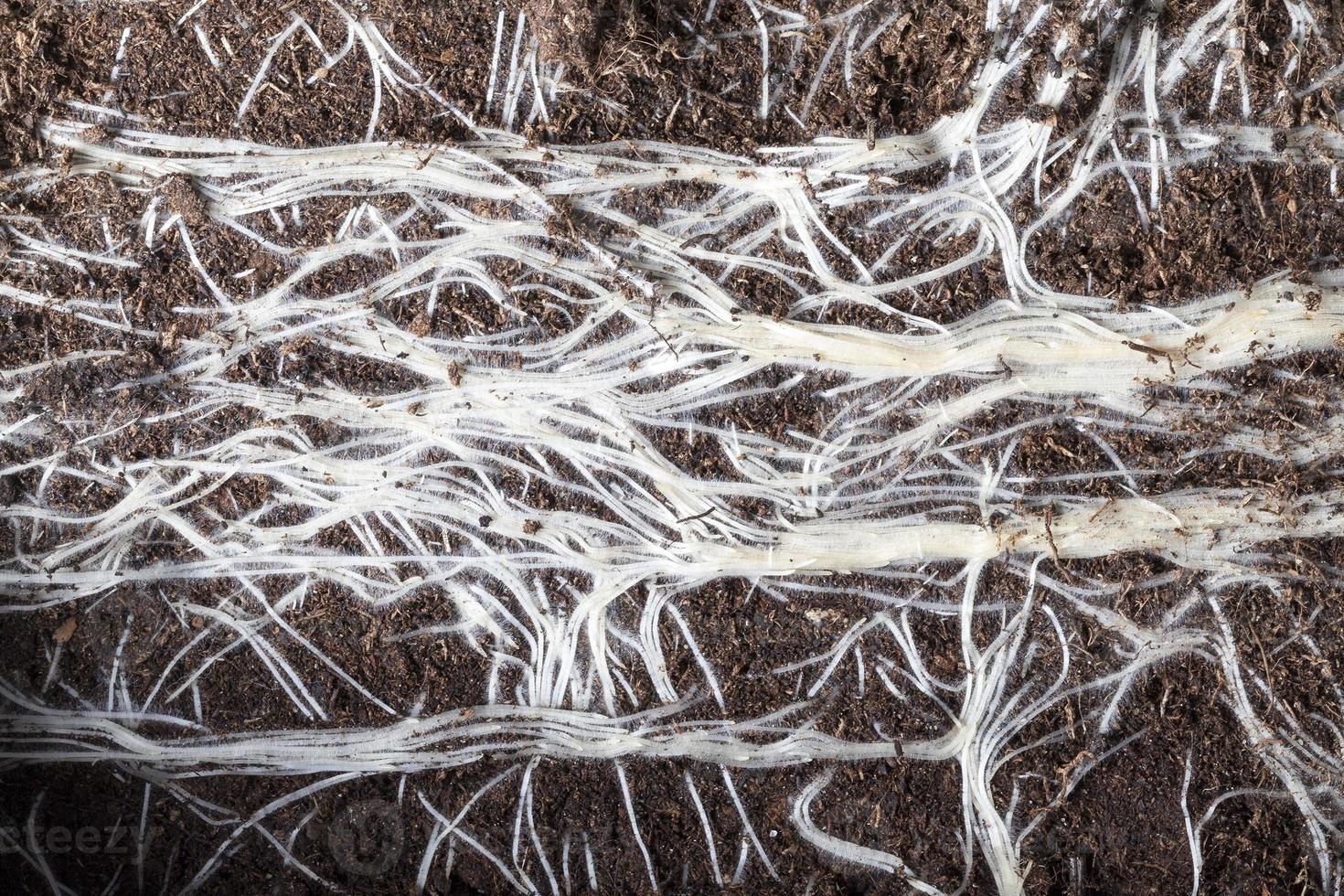 White roots of plants photo