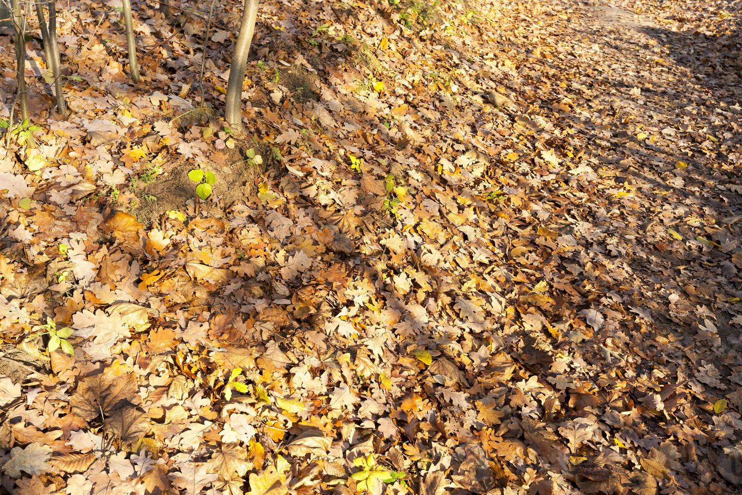 fallen yellow and orange foliage photo