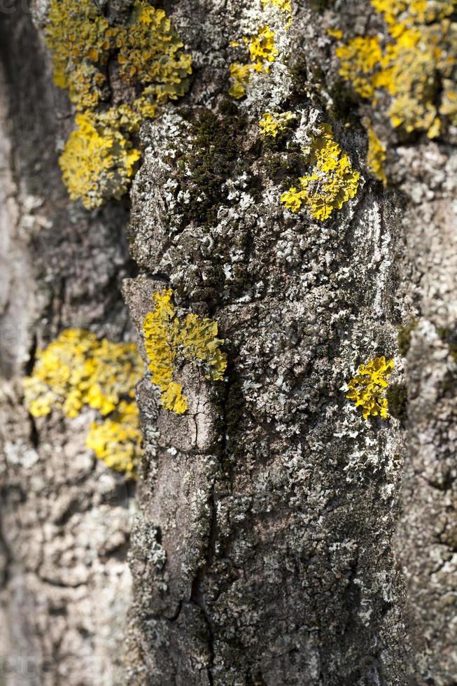 Moss lichen bark photo