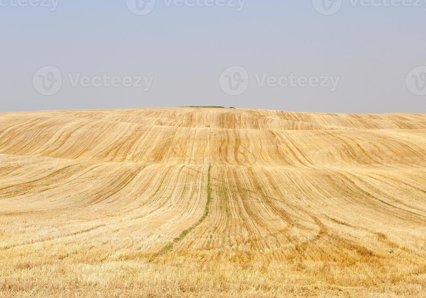 pila de trigo, campo foto