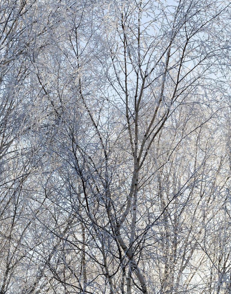 Rime on the branches of trees photo