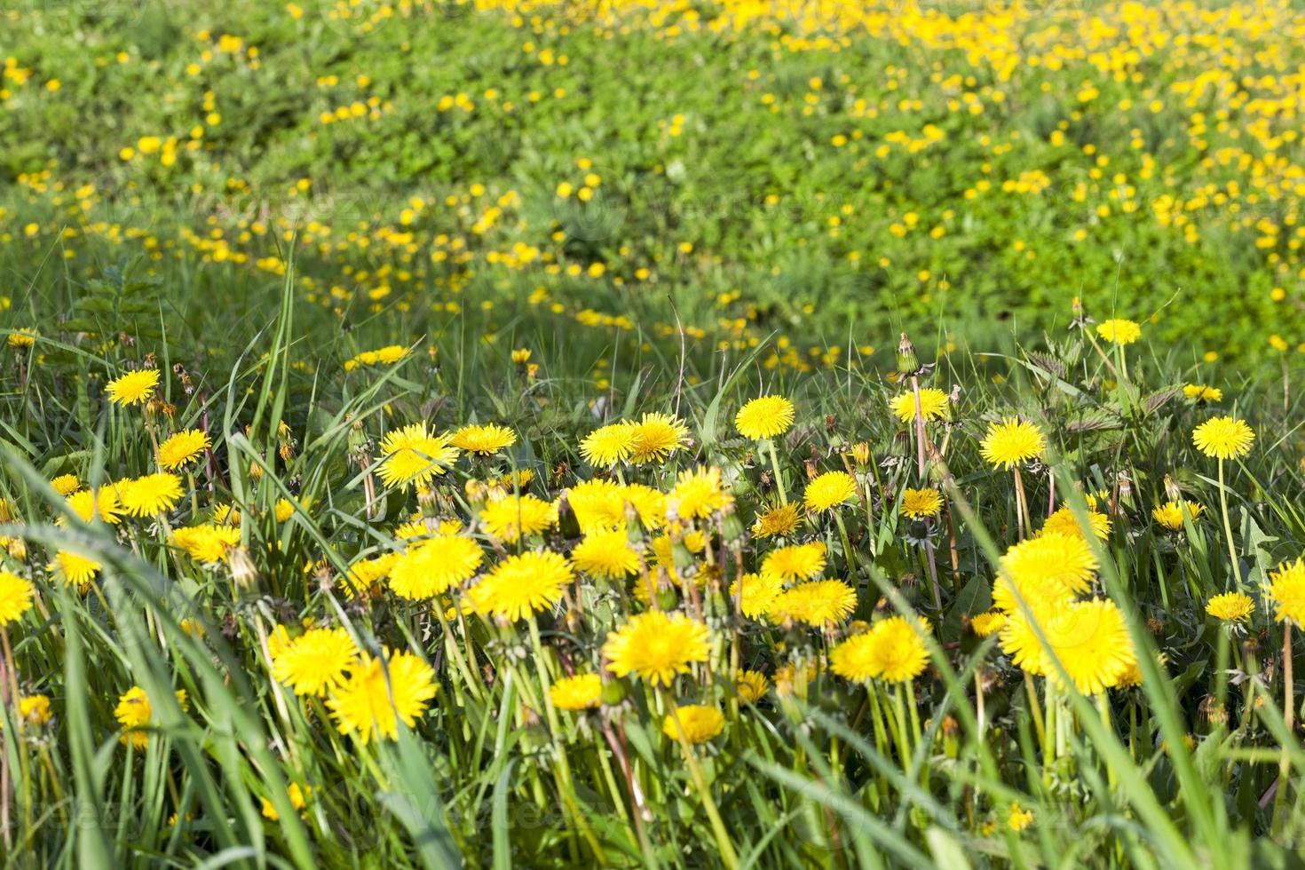 Yellow dandelions, close up 9754354 Stock Photo at Vecteezy