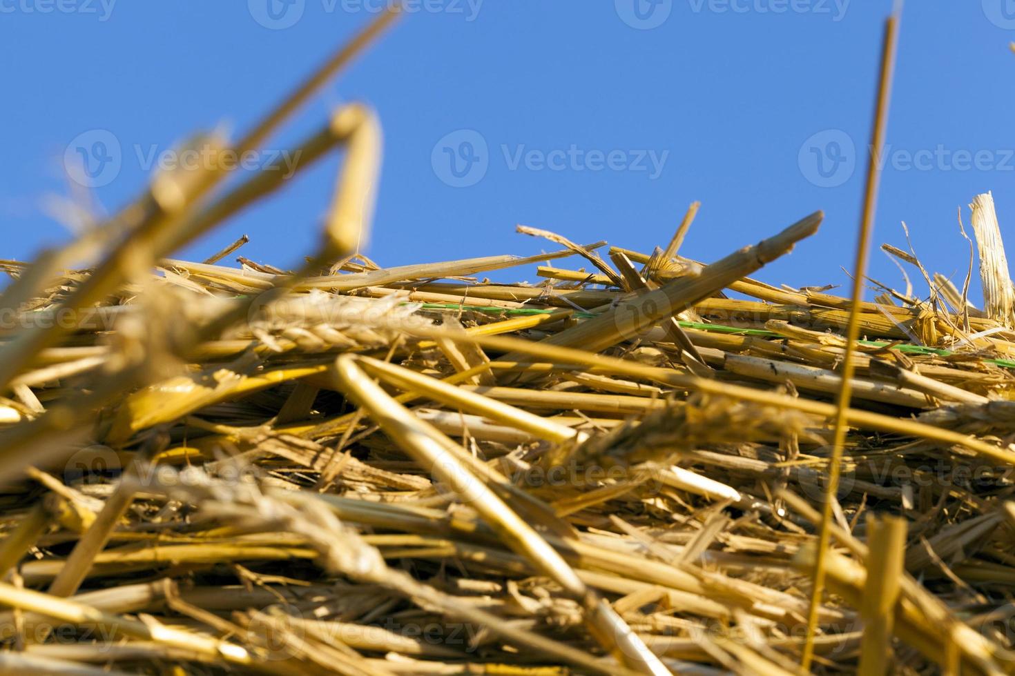 pile of yellow dry straw photo