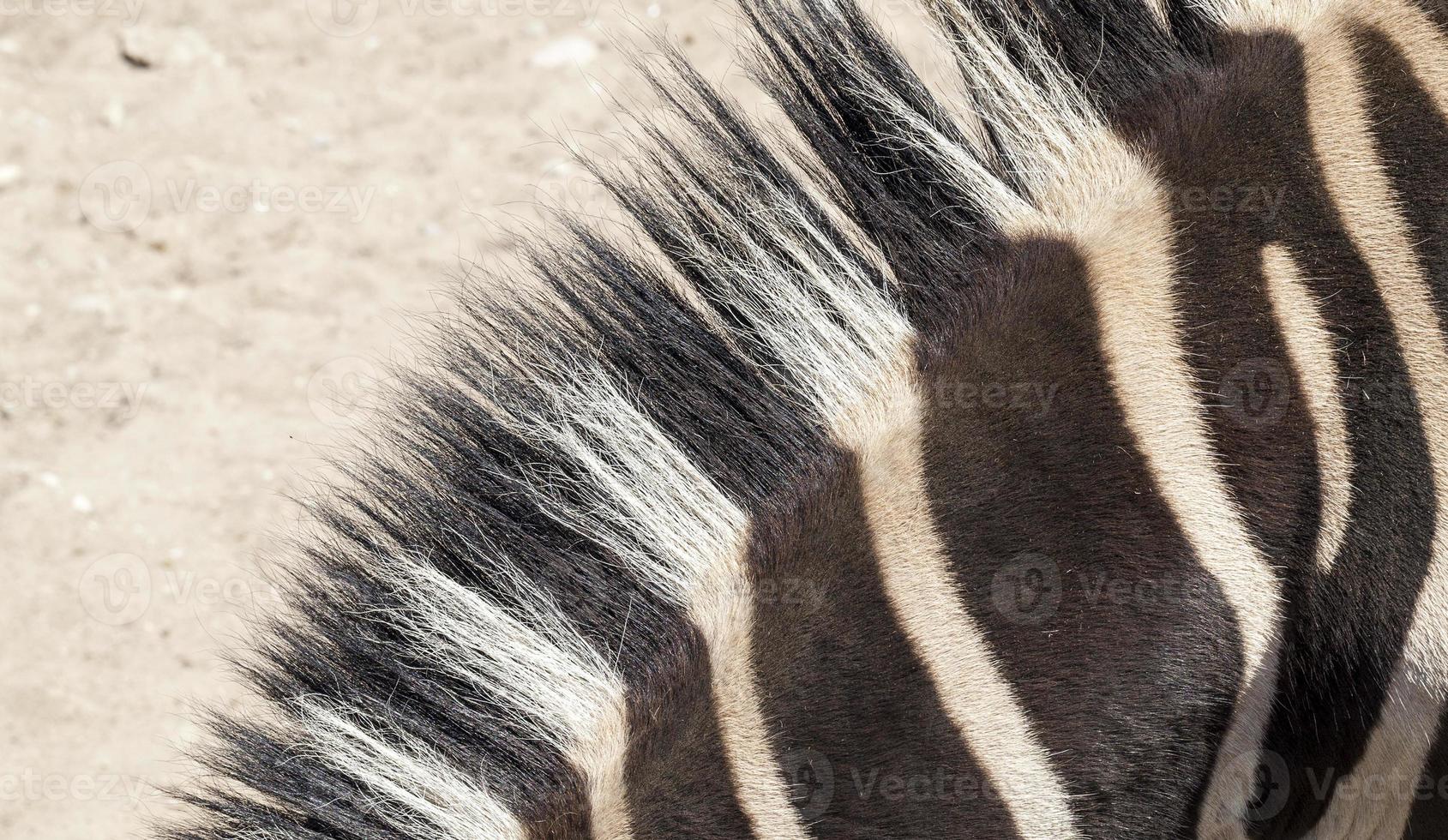 zebra neck, close up photo