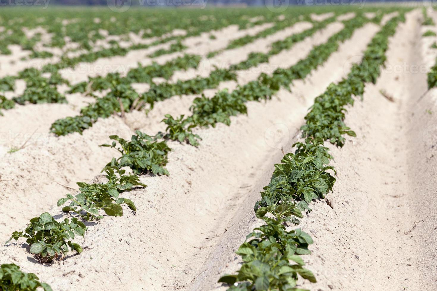 agricultura, campo de patatas foto