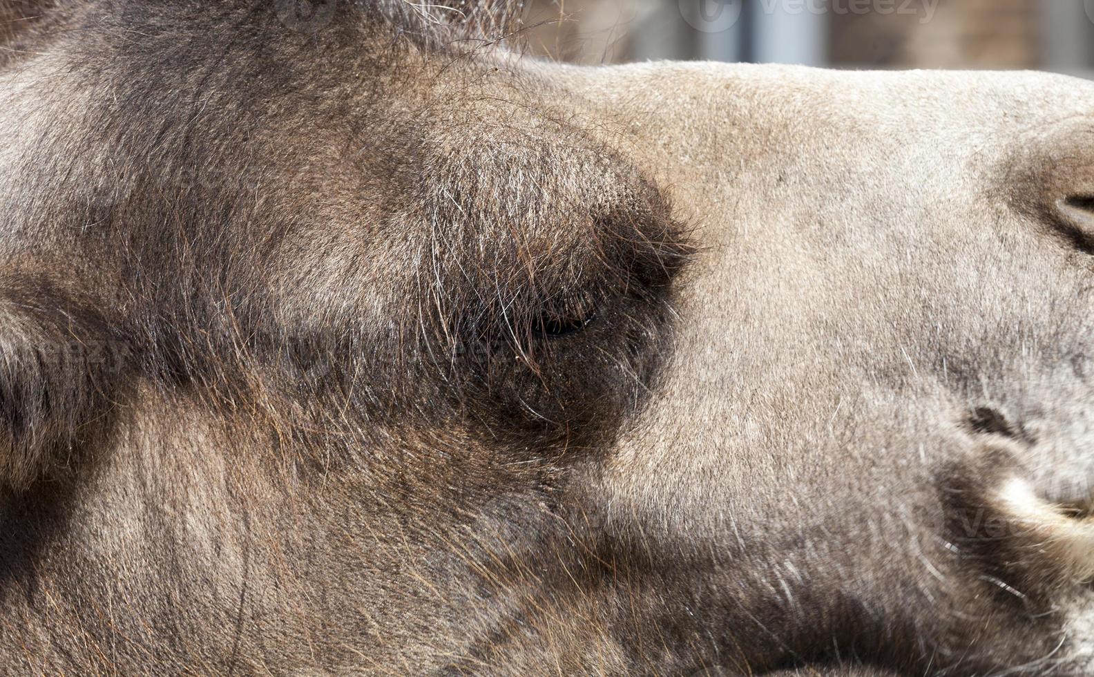 close-up of a camel photo