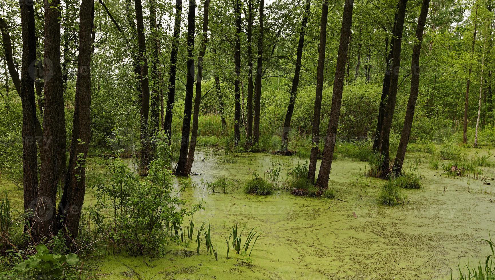 the marshland, close up photo