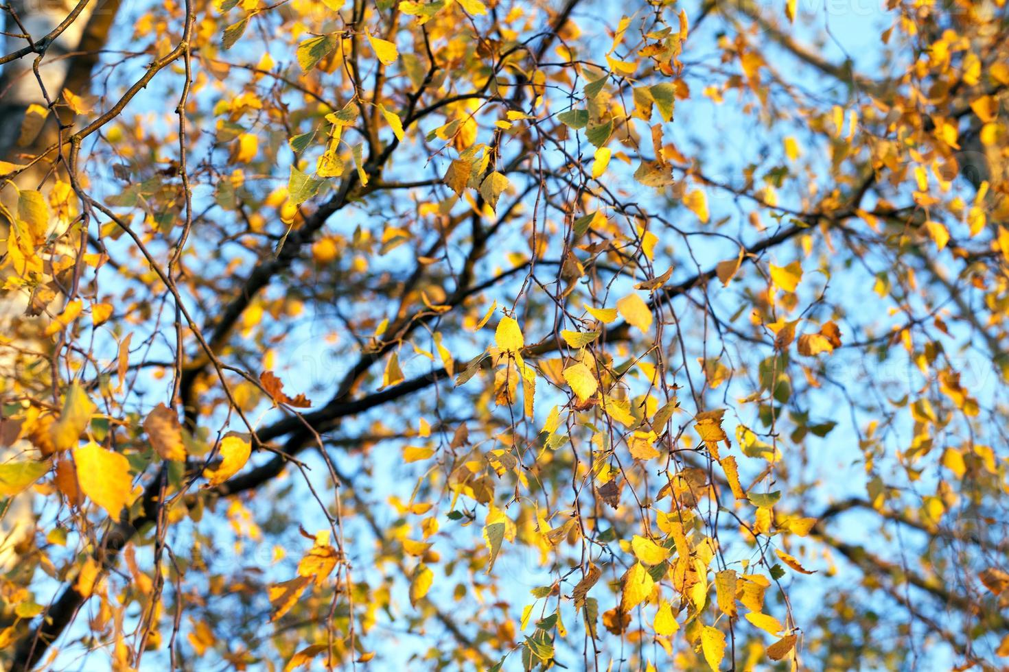 birch in autumn, close-up photo