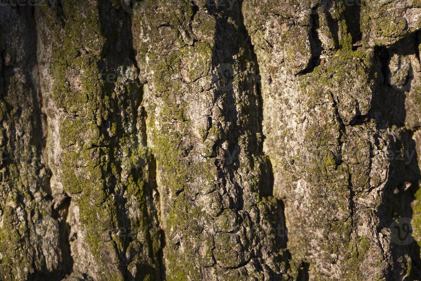Tree bark, close up photo