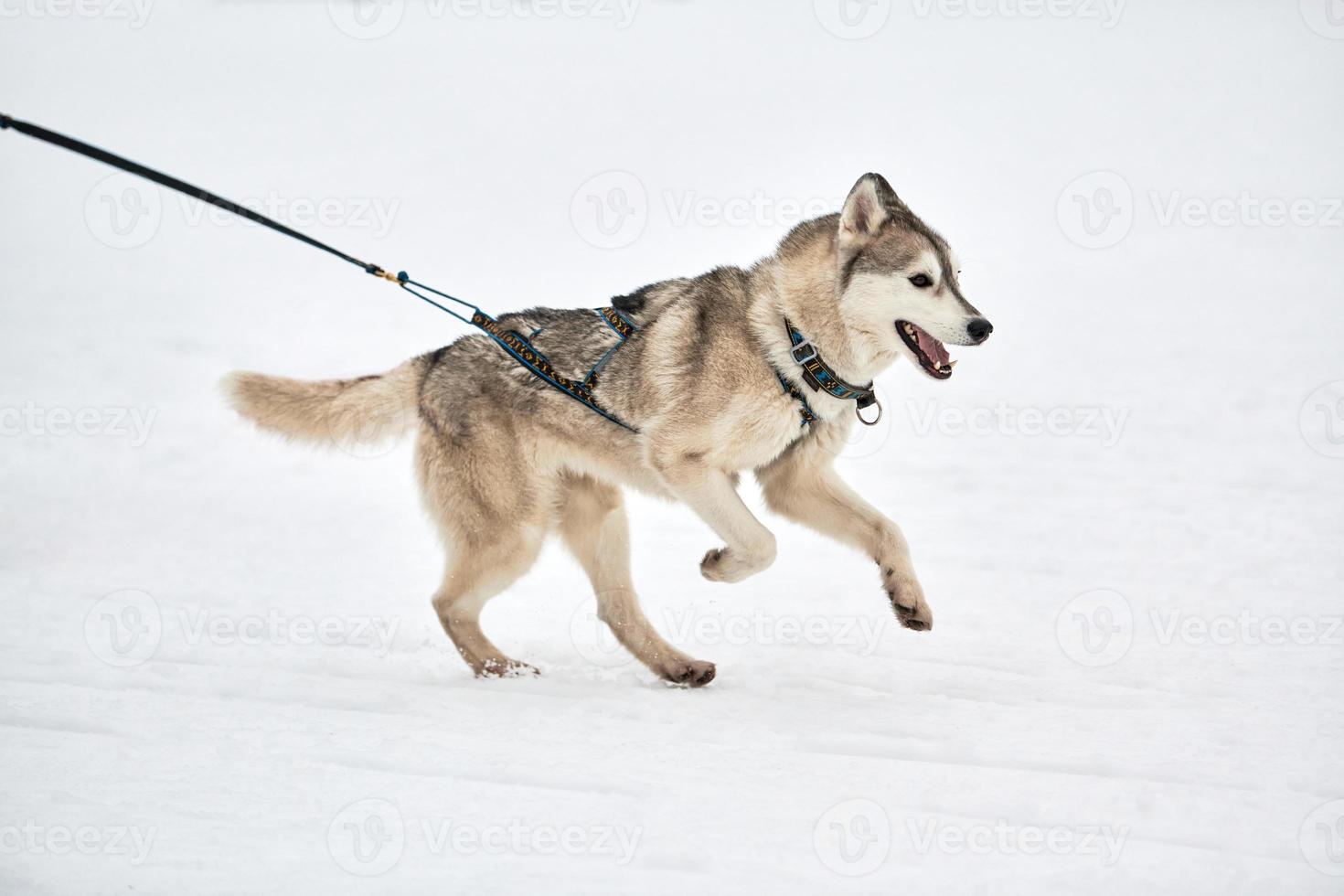 Running Husky dog on sled dog racing photo