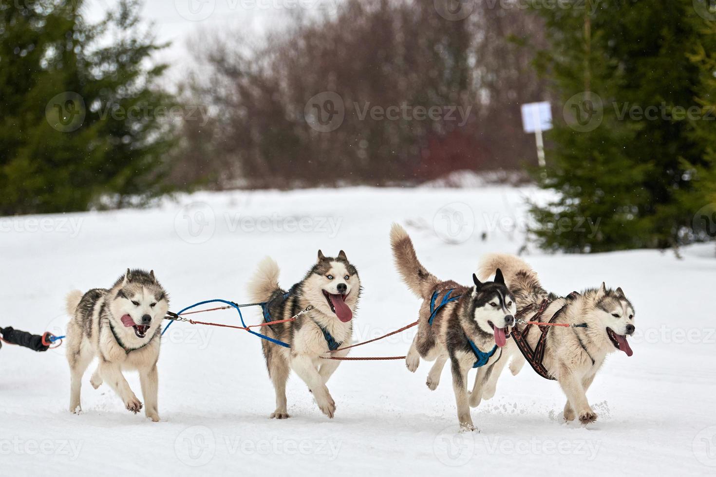 Running Husky dog on sled dog racing photo