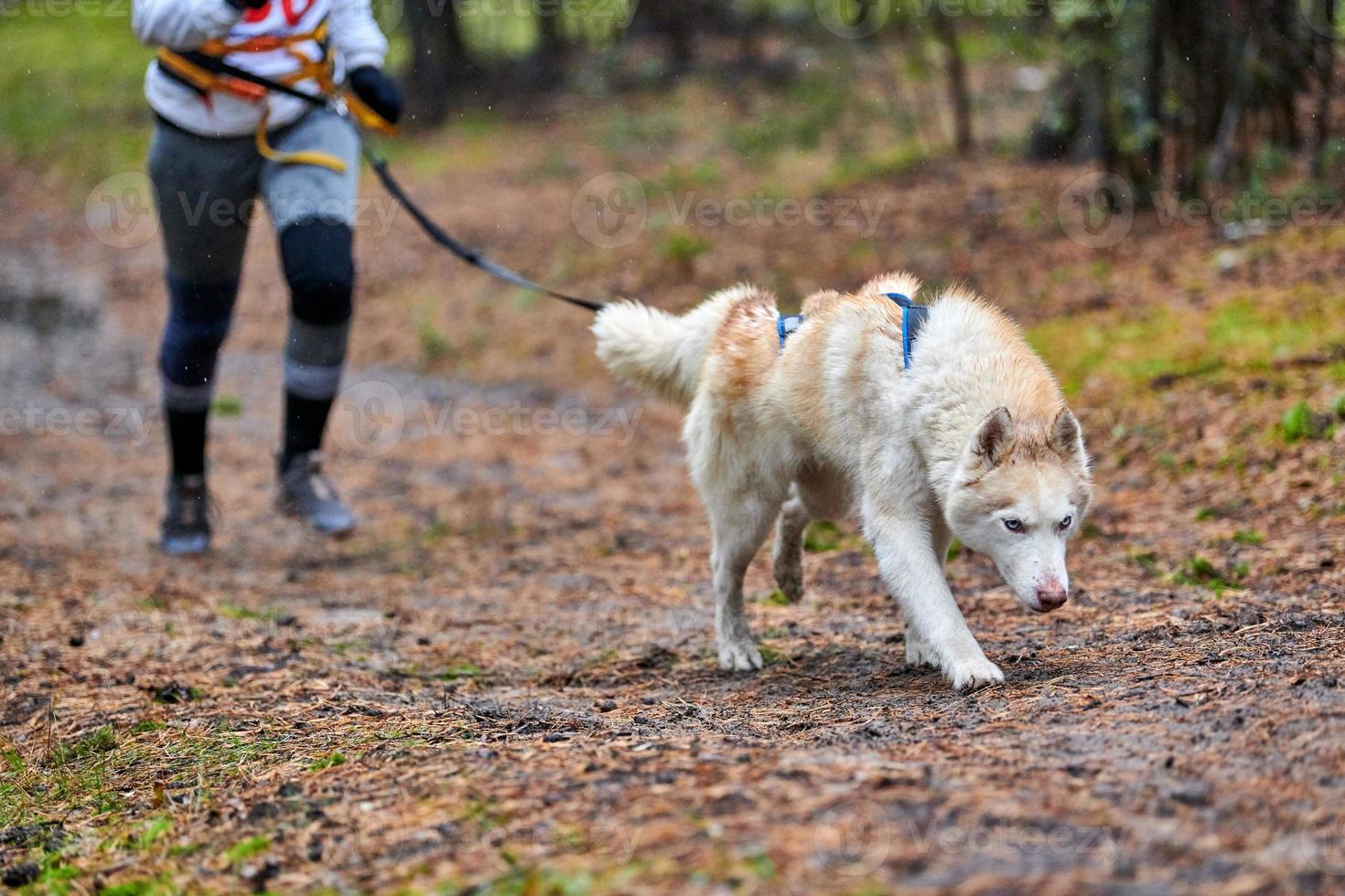 Canicross dog mushing race photo