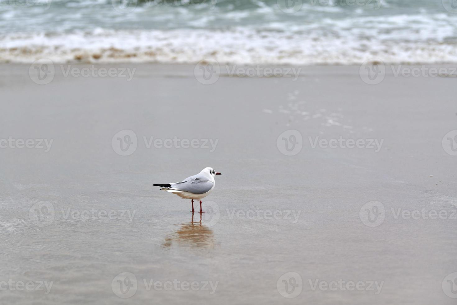 gaviota de cabeza negra en el fondo de la playa, el mar y la arena foto