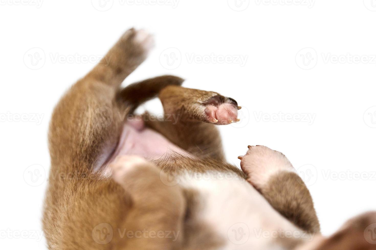 Sleeping on back Chihuahua puppy photo