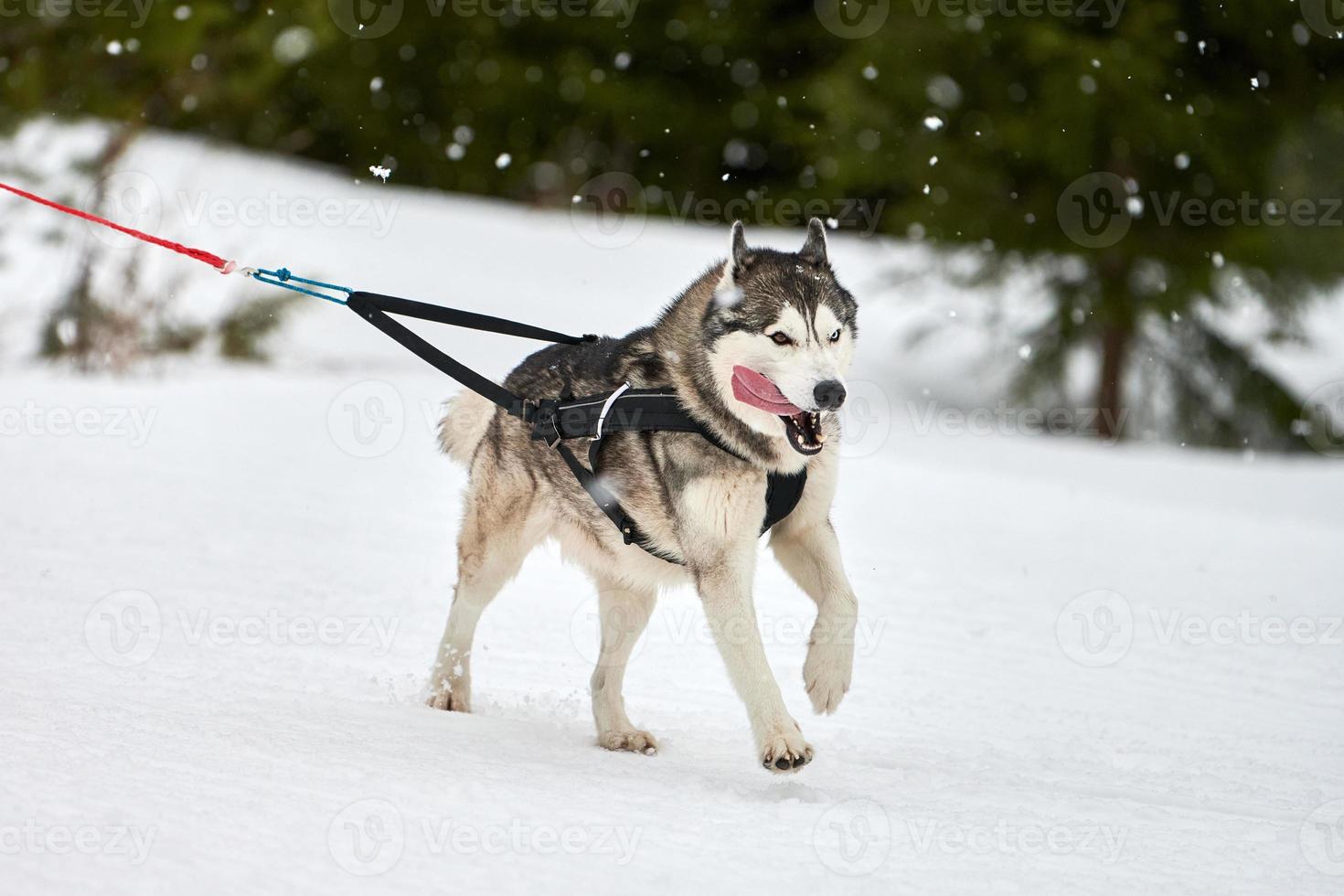 Running Husky dog on sled dog racing photo