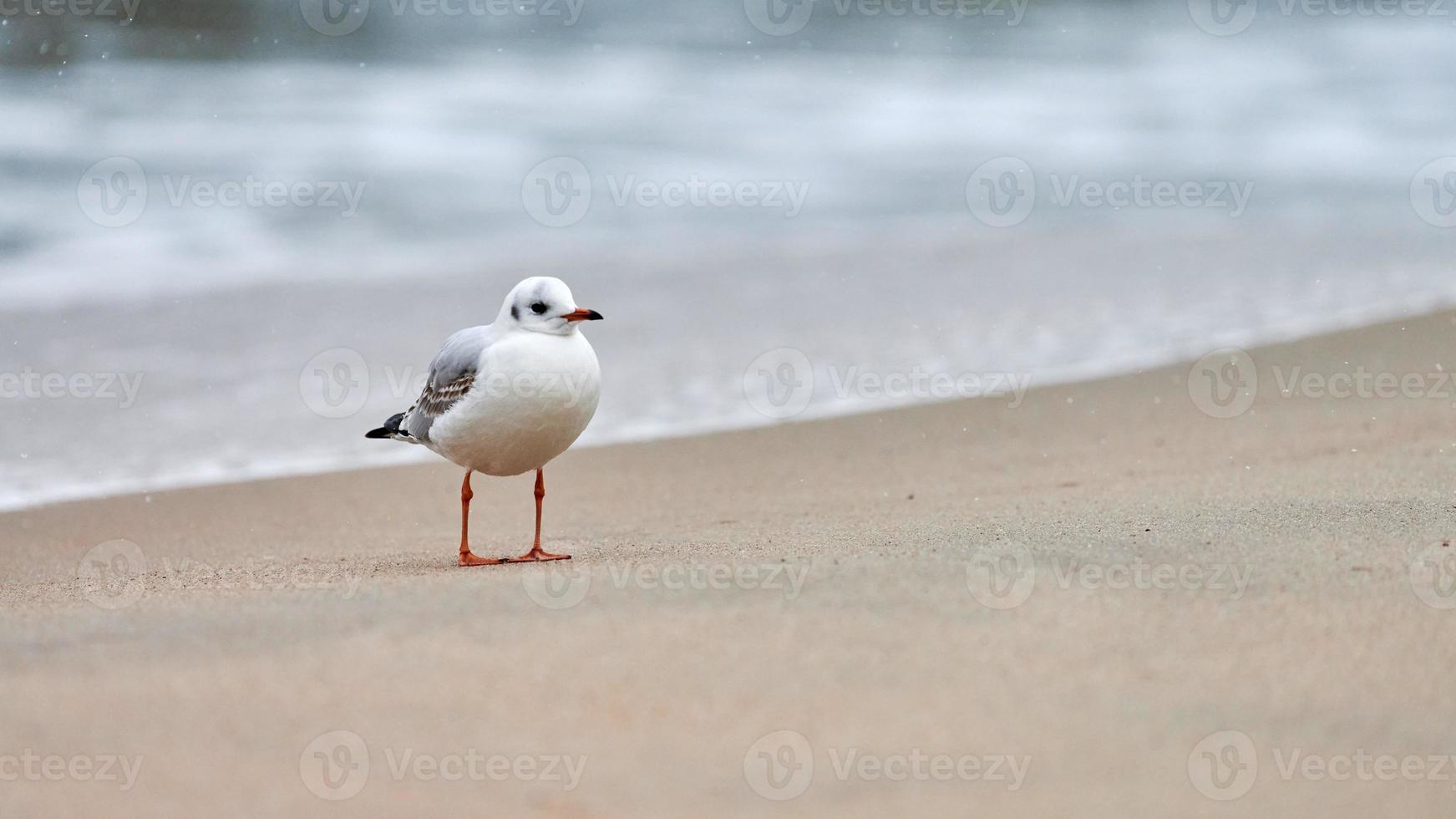 Black-headed seagull at beach, loneliness concept photo