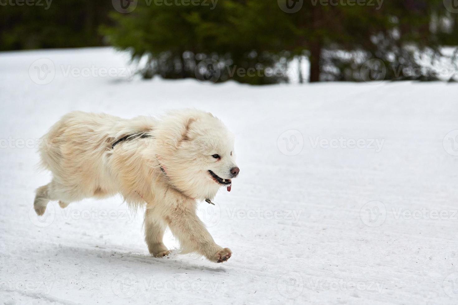 Running Samoyed dog on sled dog racing photo