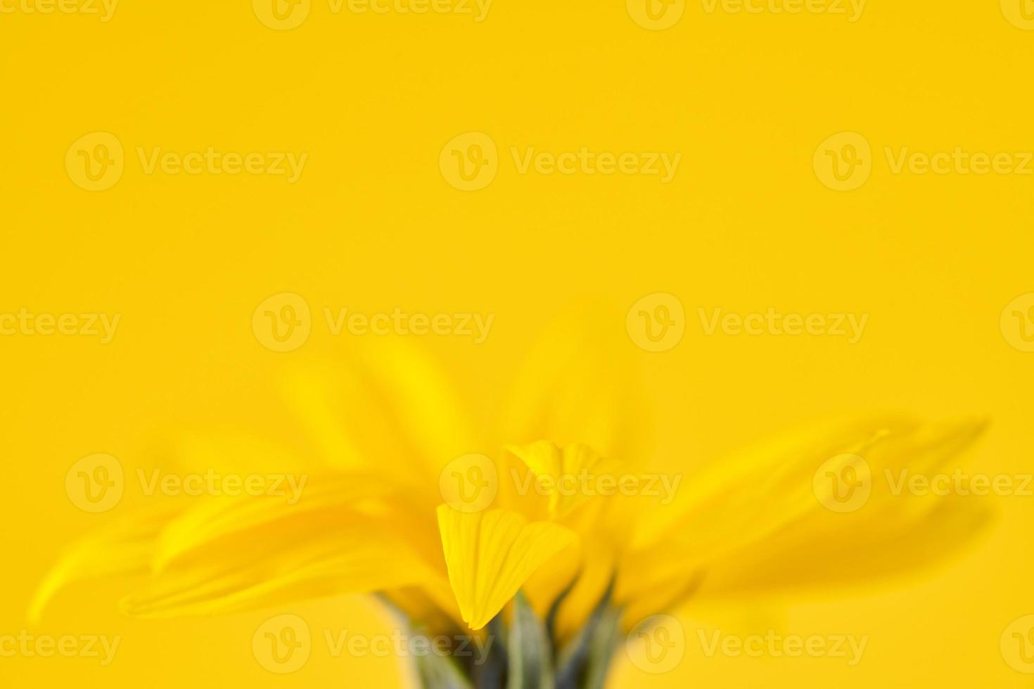 Yellow flower bud of topinambur on yellow background, top copy space, blurred yellow flower photo