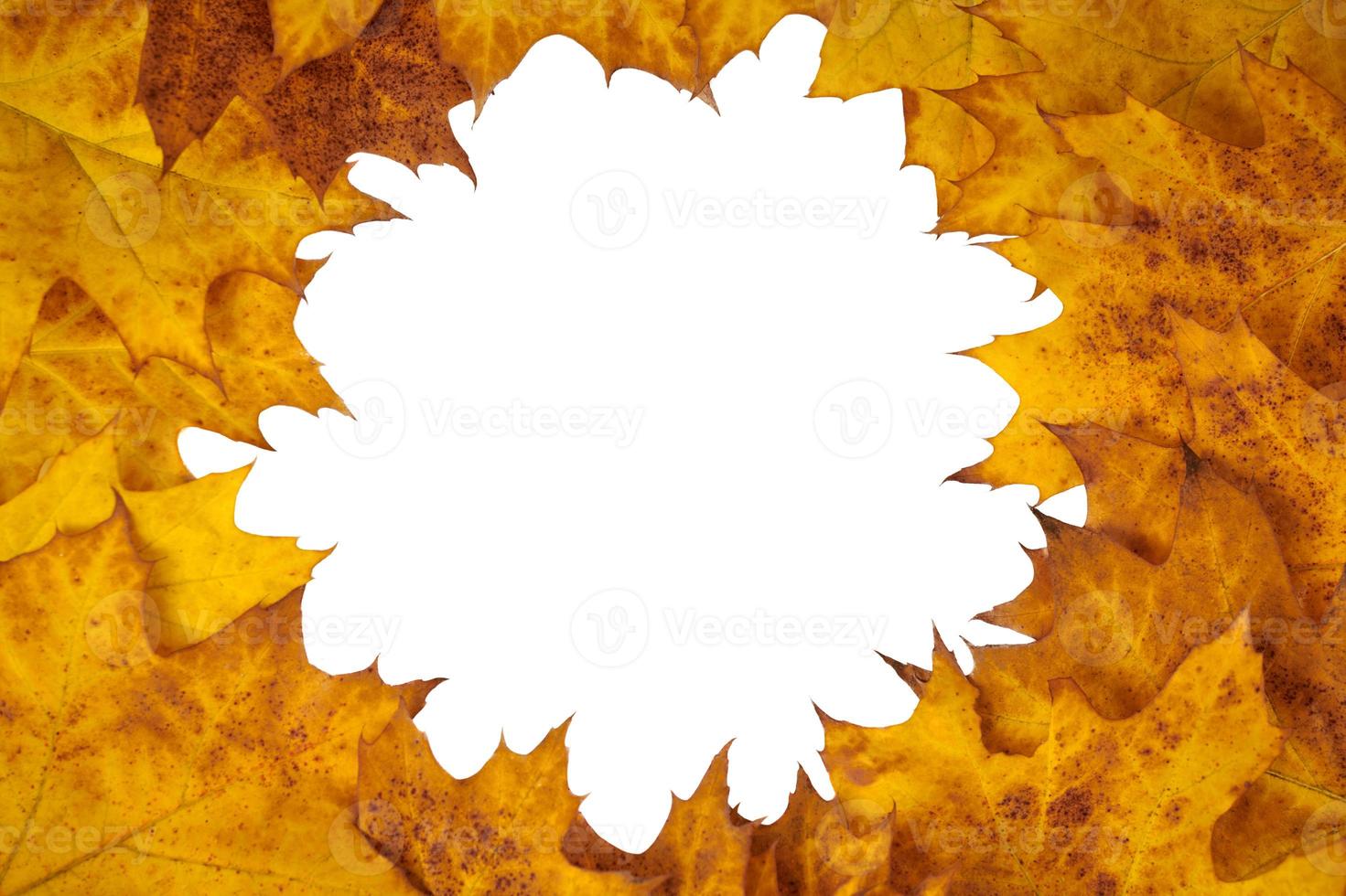 Yellow orange oak leaves circle with copy space in center for design isolated on white background photo