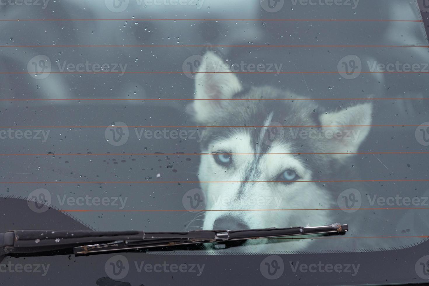 Sad Husky dog in car, cute pet. Dog waiting for walking before sled dog training and race. photo