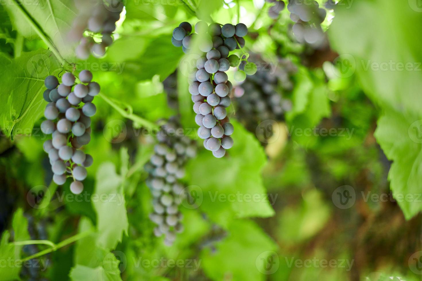 Bunch of grapes on vineyard. Table red grape with green vine leaves at sunny september day. Autumn harvest of grapes for making wine, jam and juice. photo