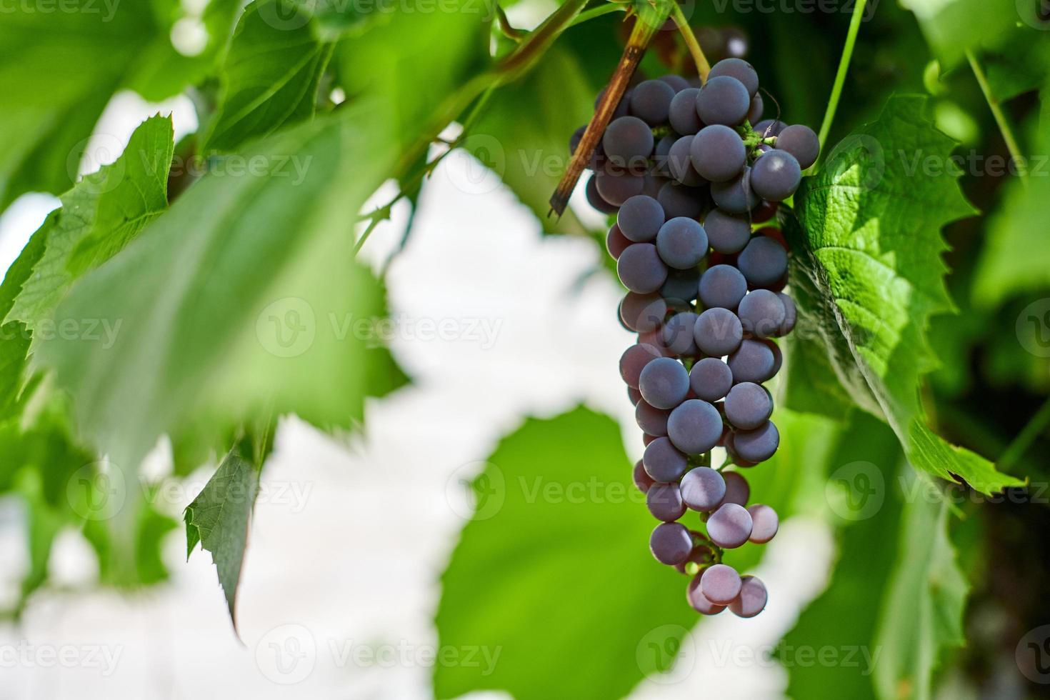 Bunch of red grapes on vineyard. Table red grape with green vine leaves. Autumn harvest of grapes for making wine, jam and juice. Sunny september day. photo