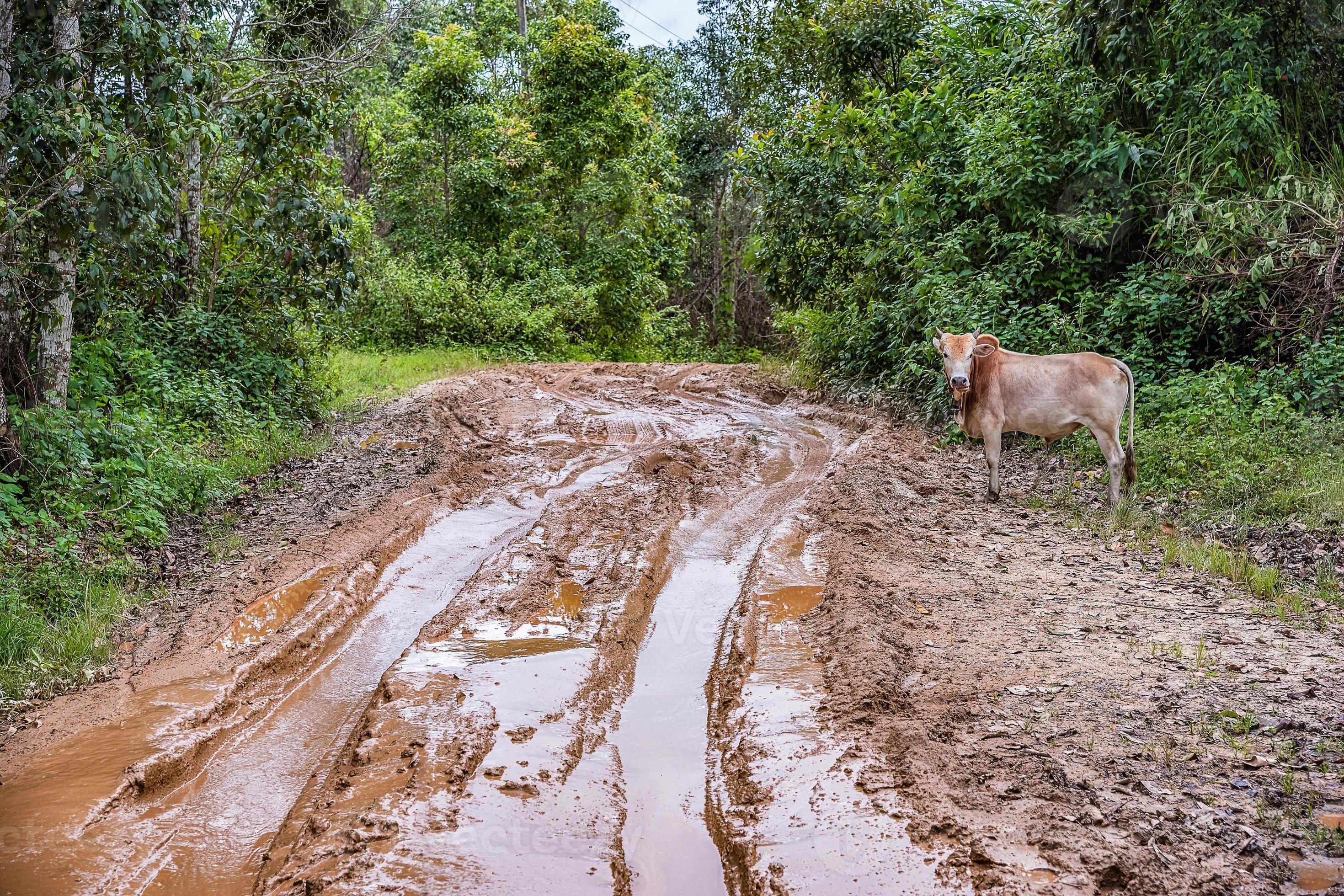 Muddy Cow - mjzza3p