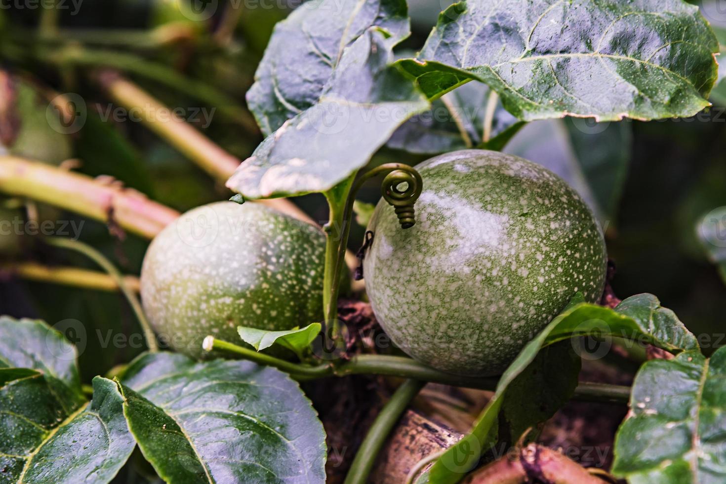 Young passion fruit. photo