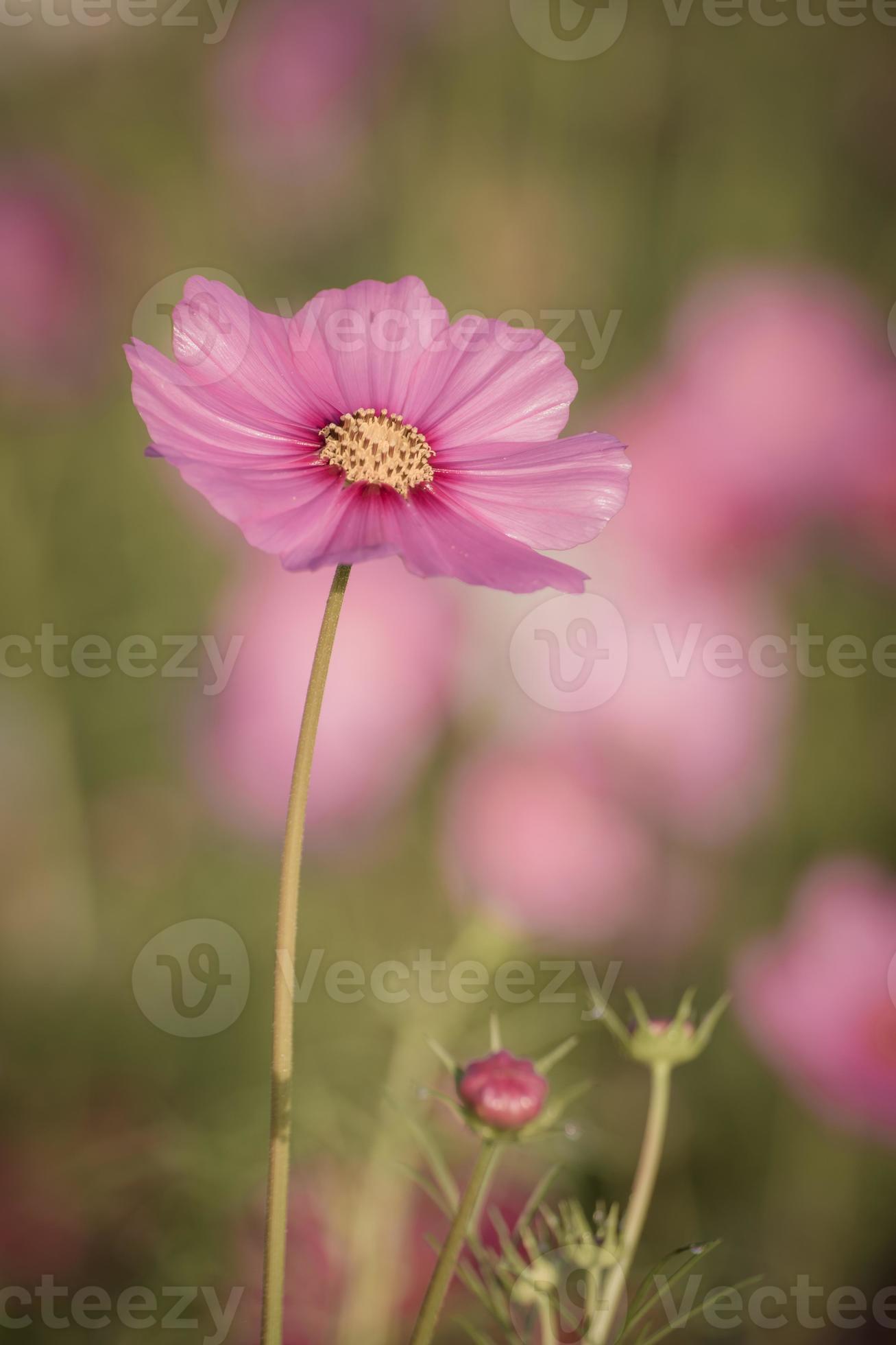 Vintage Cosmos flowers. 9756480 Stock Photo at Vecteezy