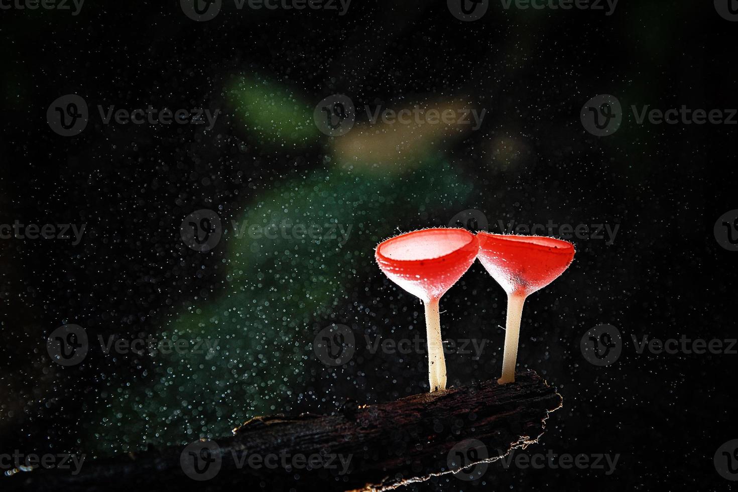 Mushrooms fungi cup. photo