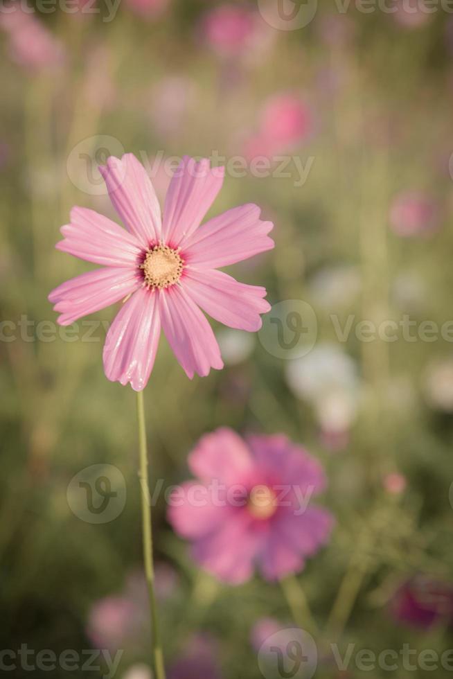 Vintage Cosmos flowers. photo