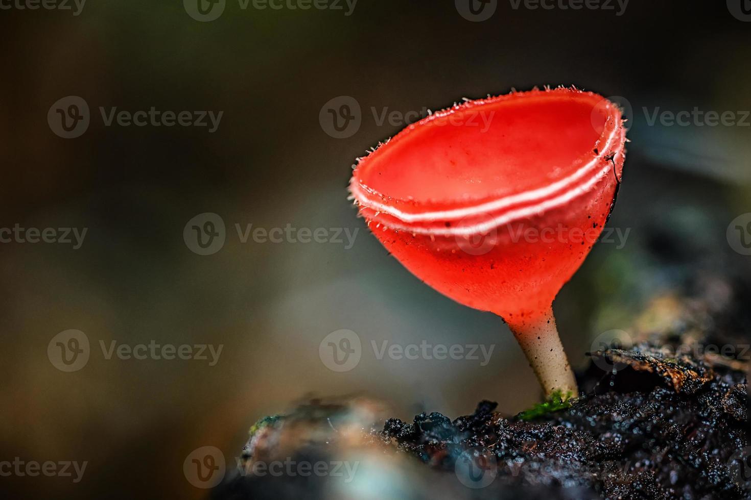 Mushrooms orange fungi cup. photo