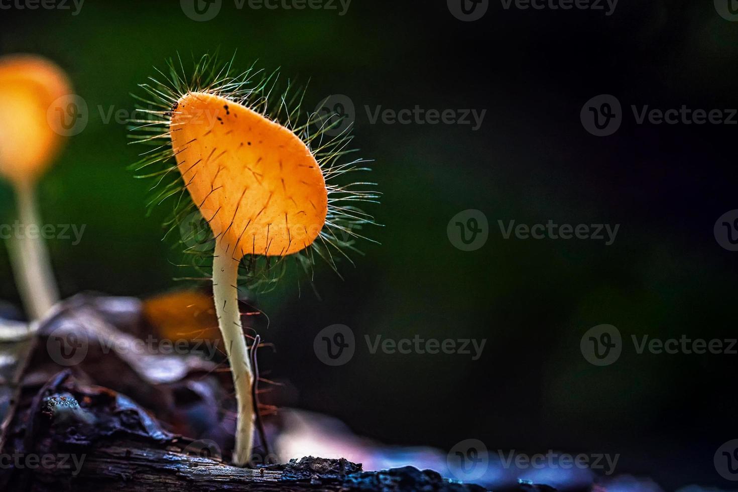 champiñones naranja taza de hongos. foto