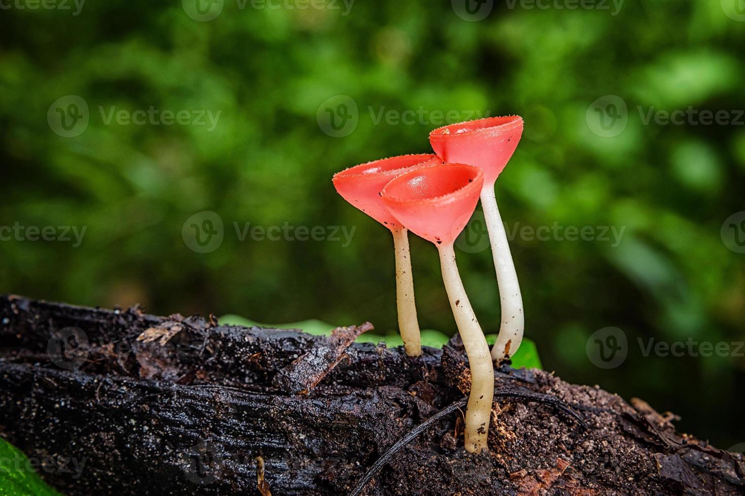 Mushrooms fungi cup. photo