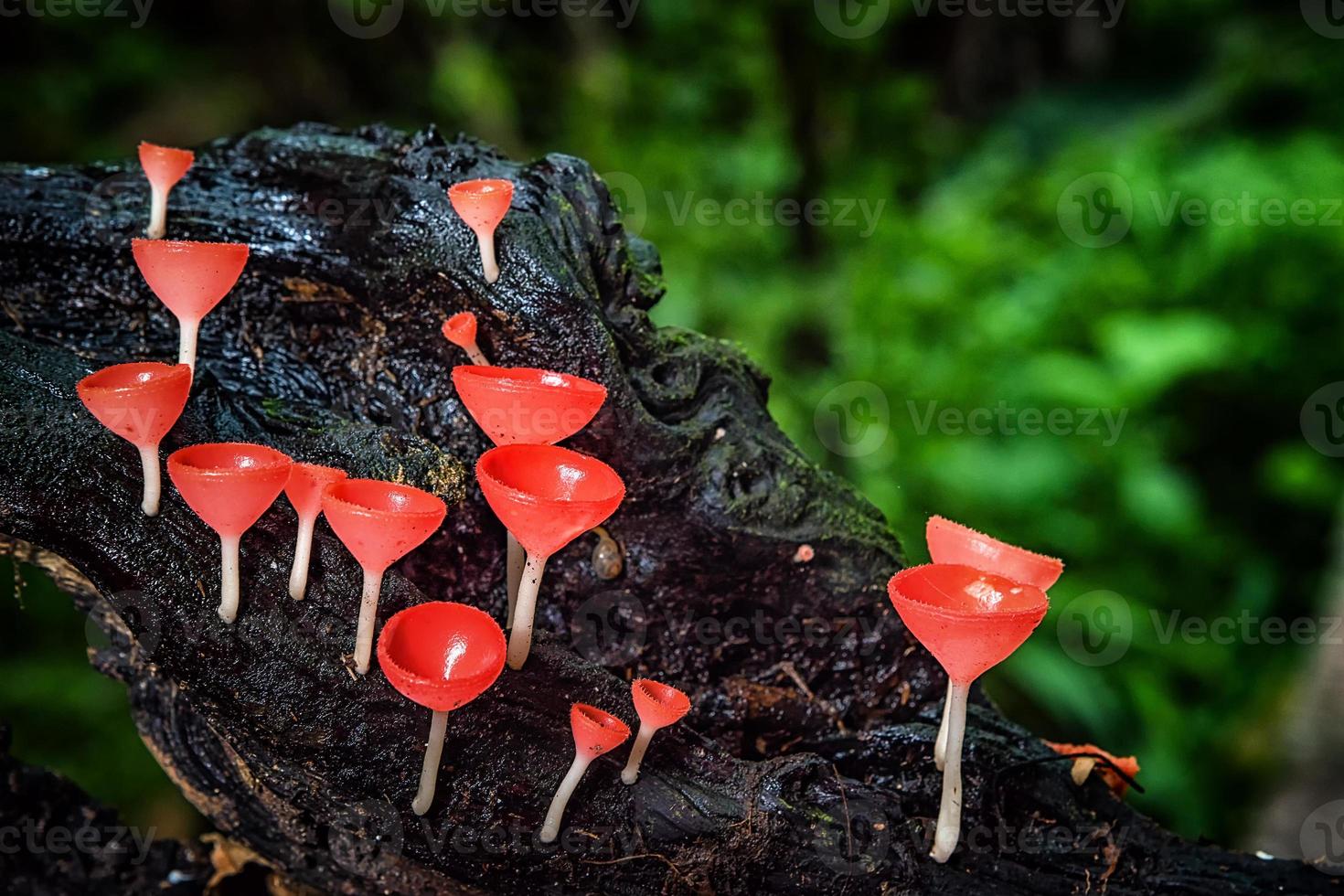 Mushrooms fungi cup. photo