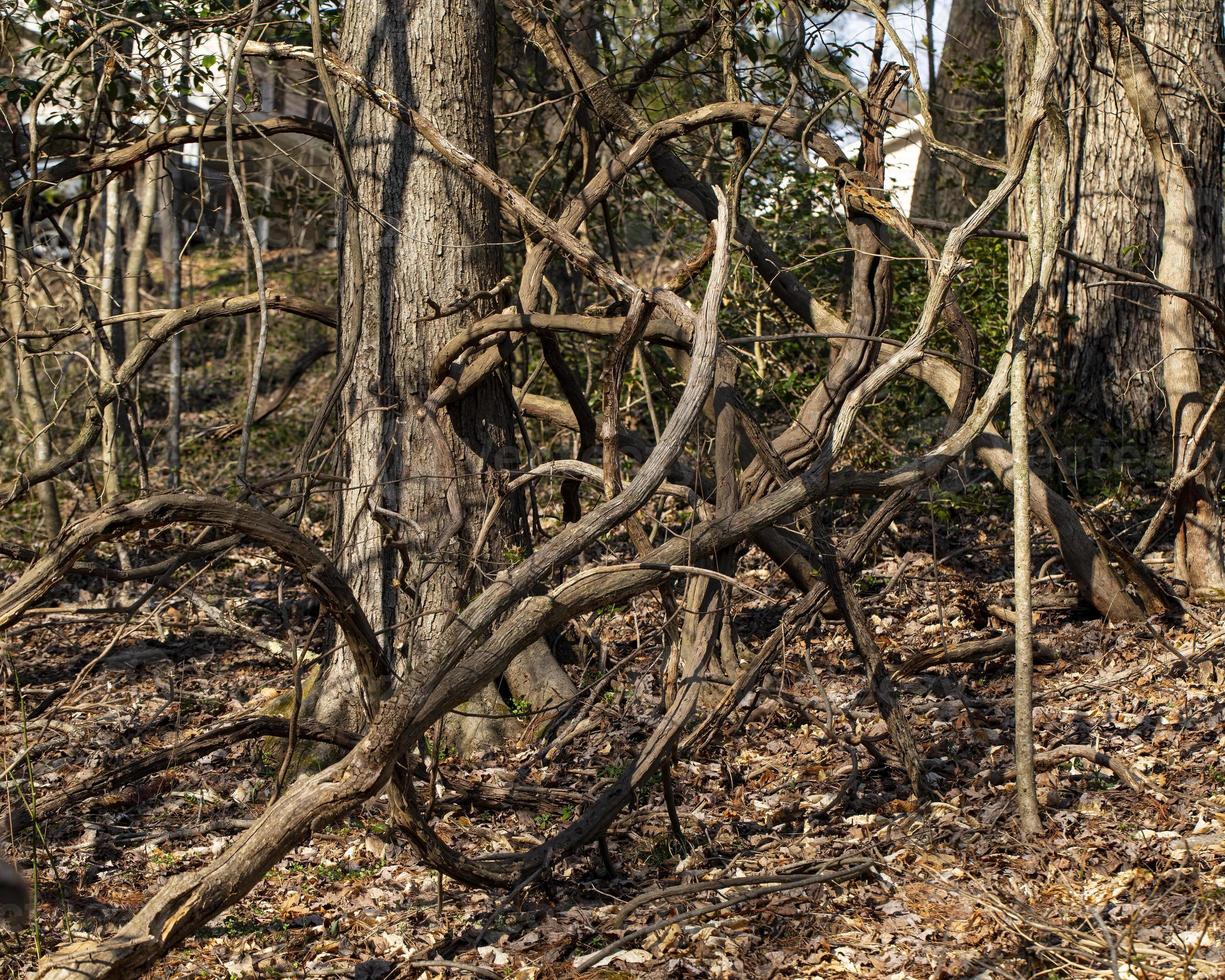 Tangled Wisteria Vines photo