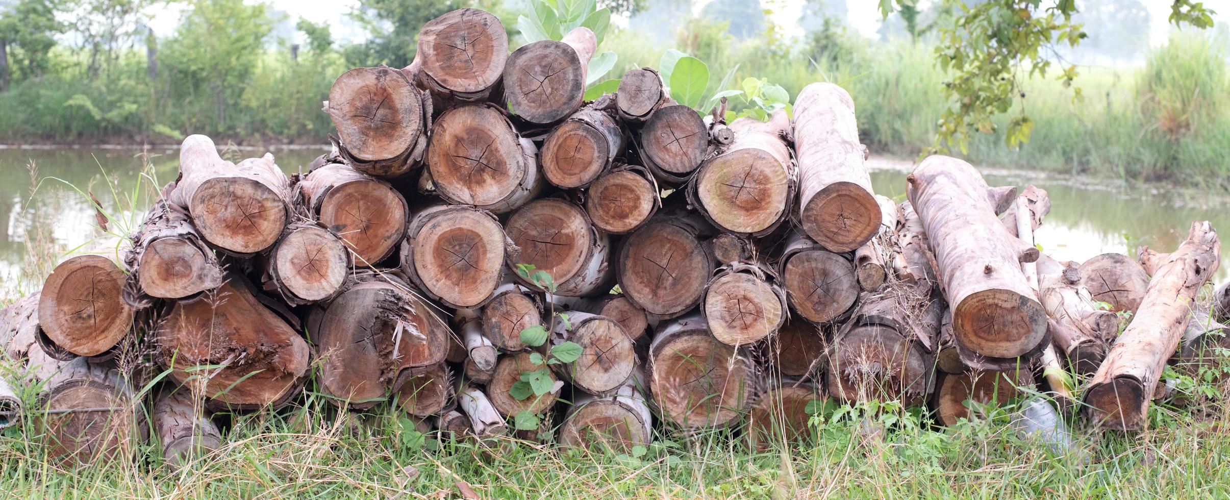 el árbol fue cortado en una pila de madera foto