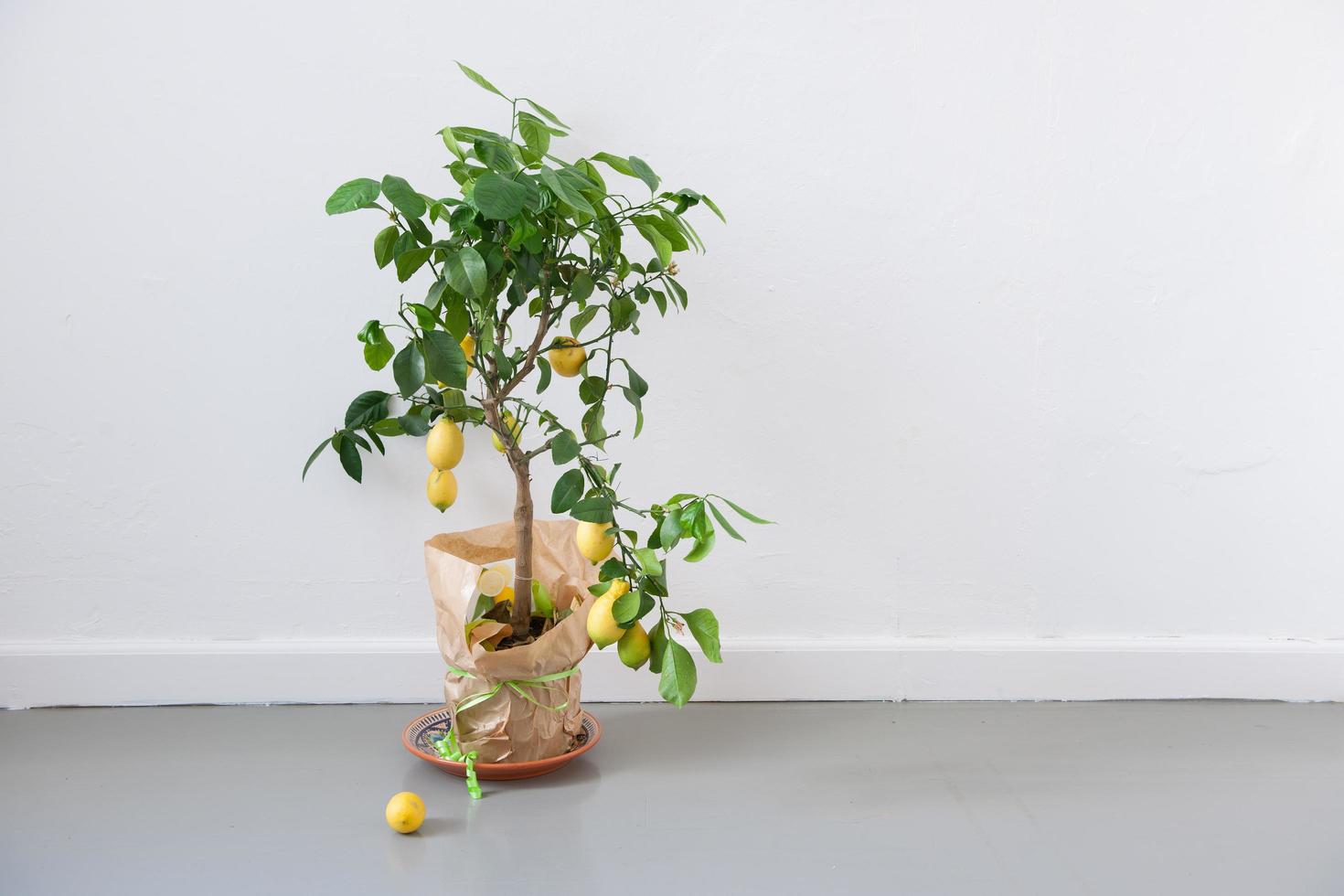 Lemon tree on floor photo