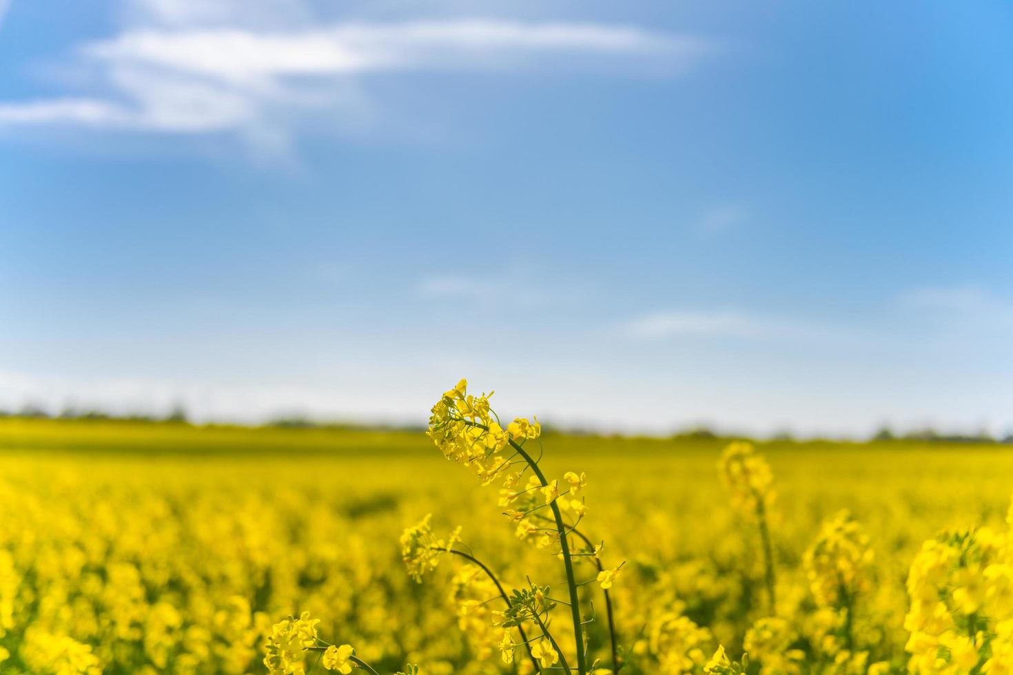Beautiful yellow rape fields in spring sun photo